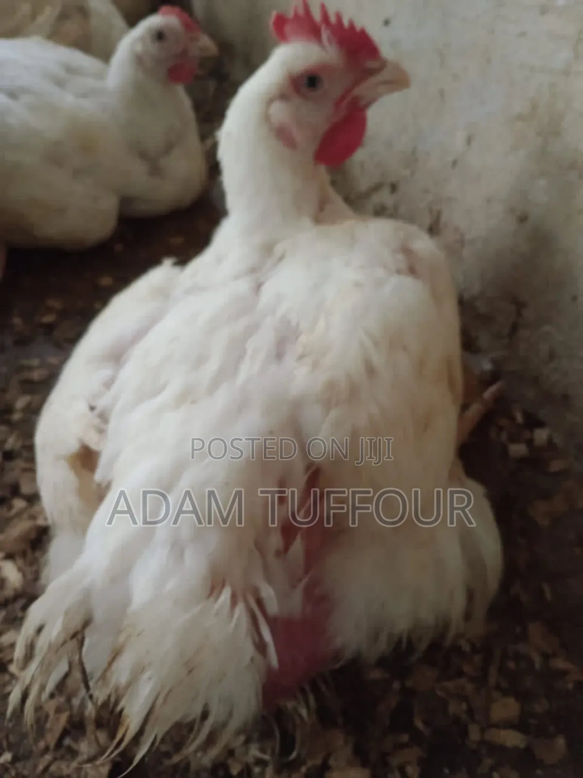 Paster Appiah Farm