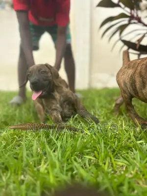 1-3 months Female Purebred Boerboel