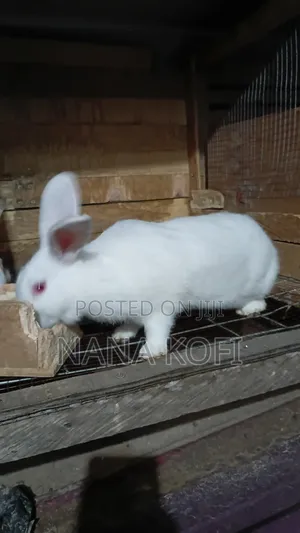 Rabbit Sell