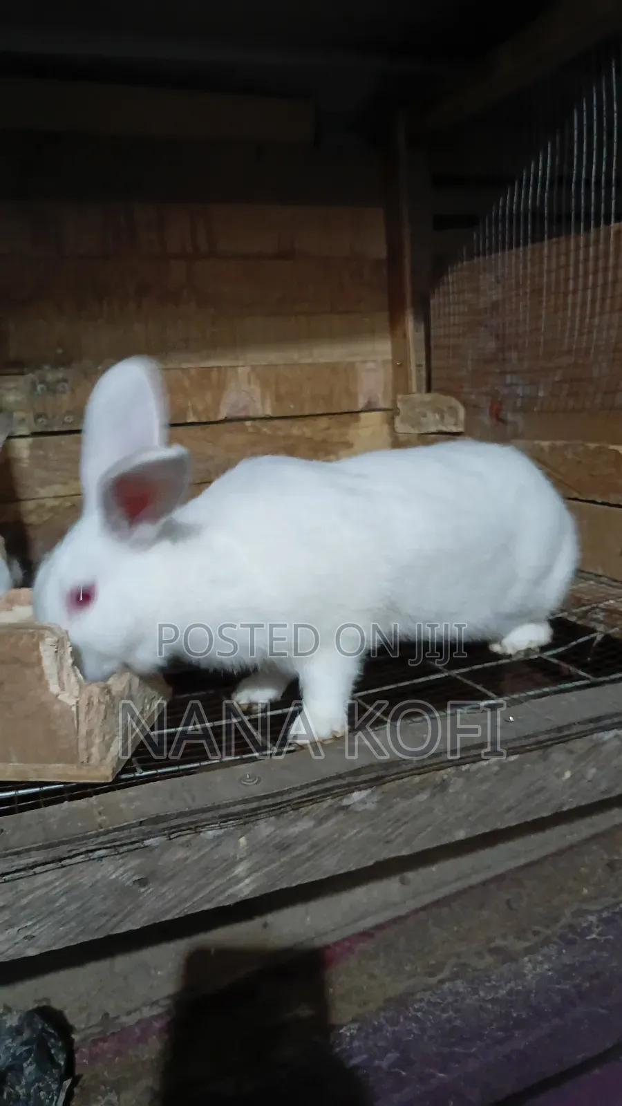 Rabbit Sell