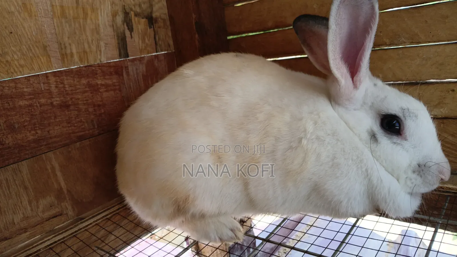 Rabbit Sell