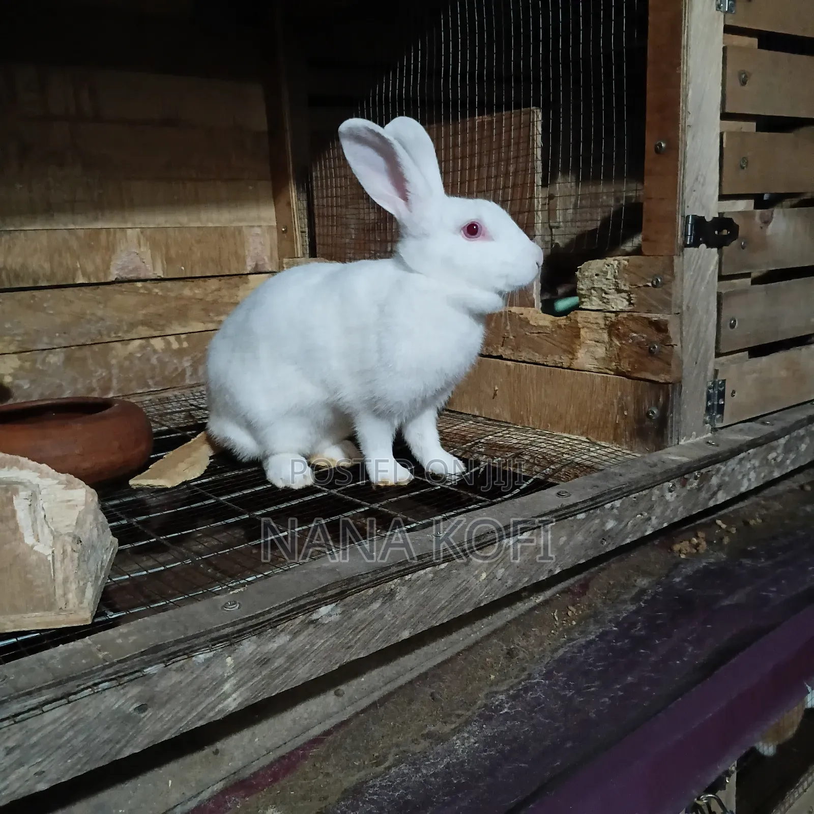 Rabbit Sell