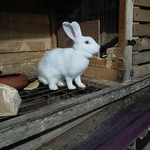 Rabbit Sell