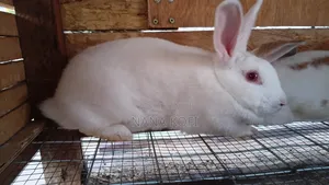 Rabbit Sell