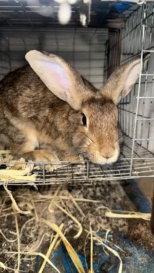Healthy Chestnut Doe