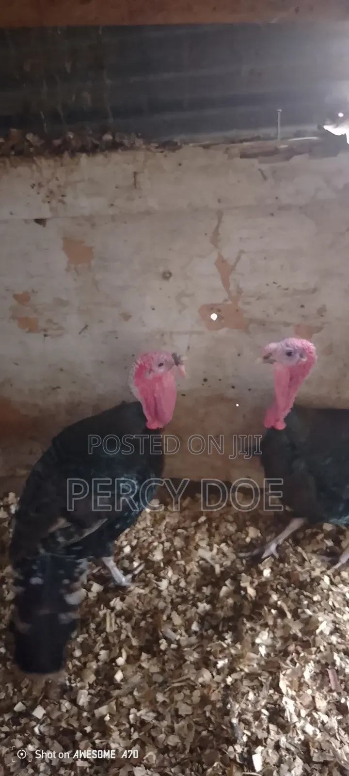 Turkey for Sale