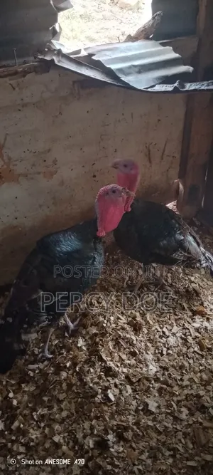 Turkey for Sale