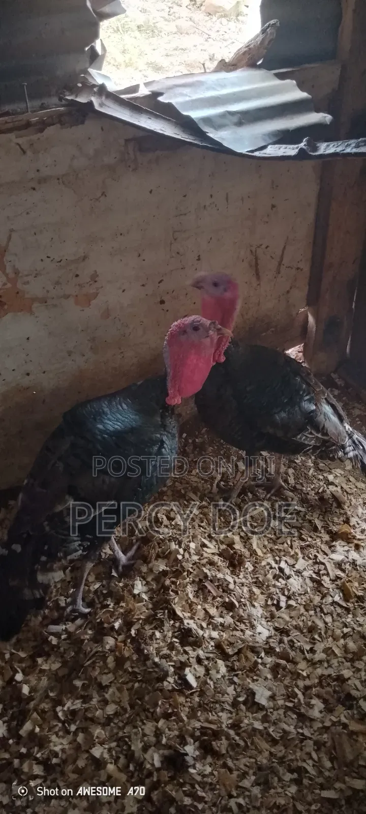 Turkey for Sale