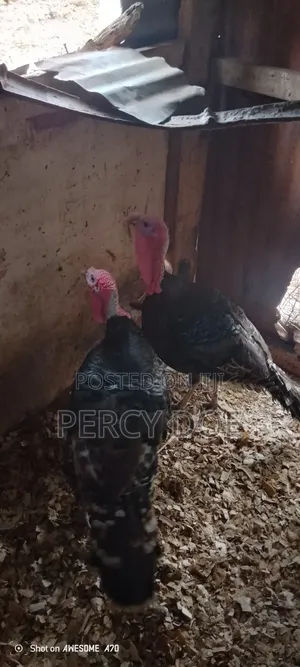 Turkey for Sale