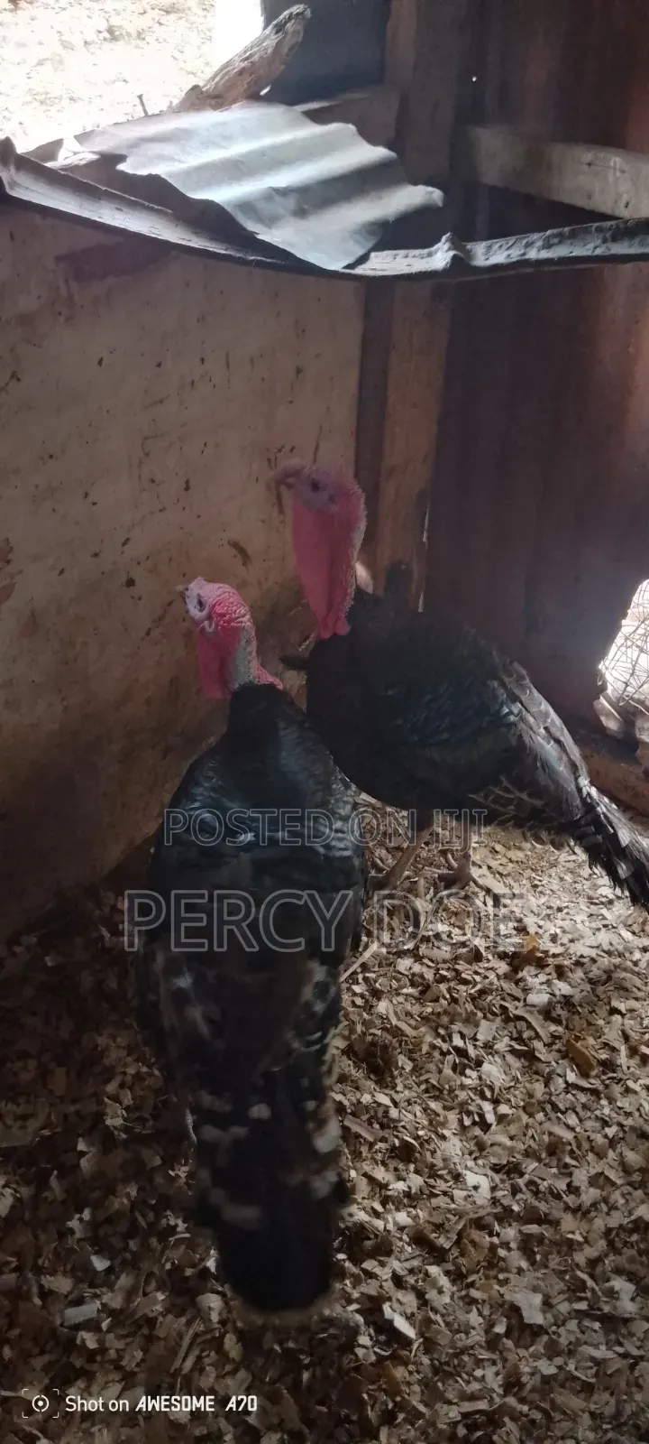 Turkey for Sale