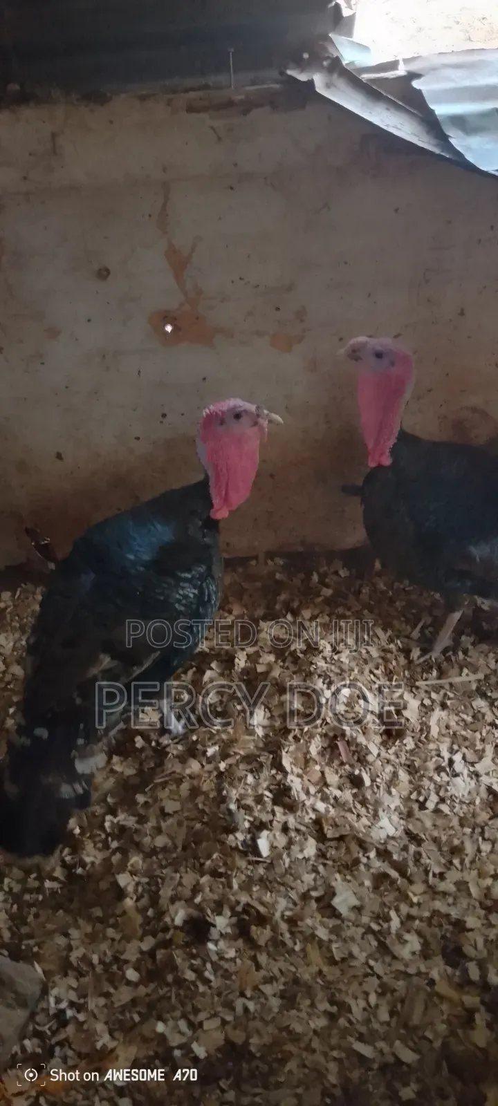 Turkey for Sale