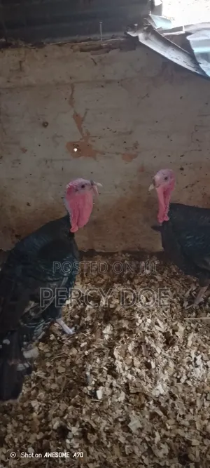 Turkey for Sale
