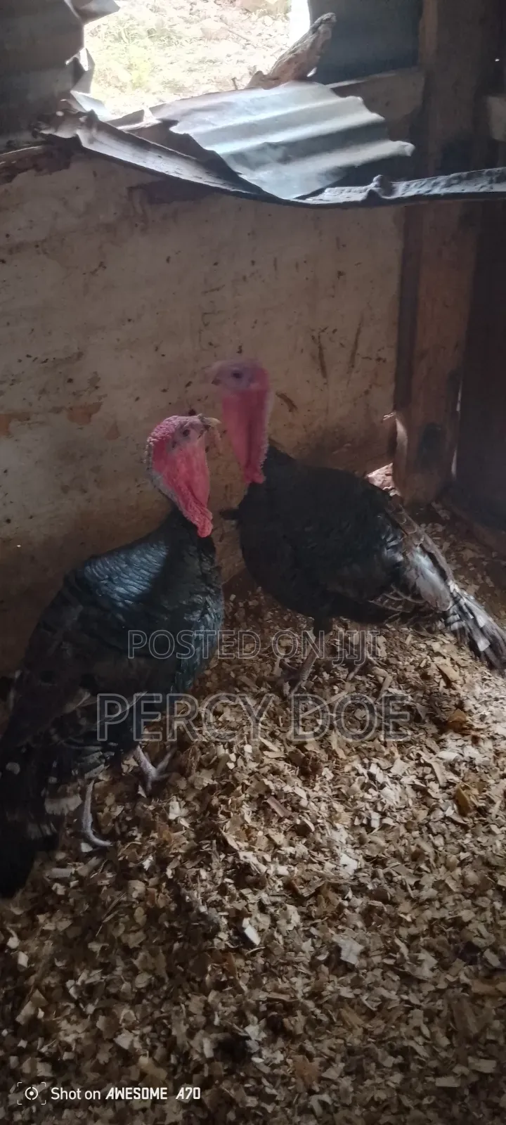 Turkey for Sale