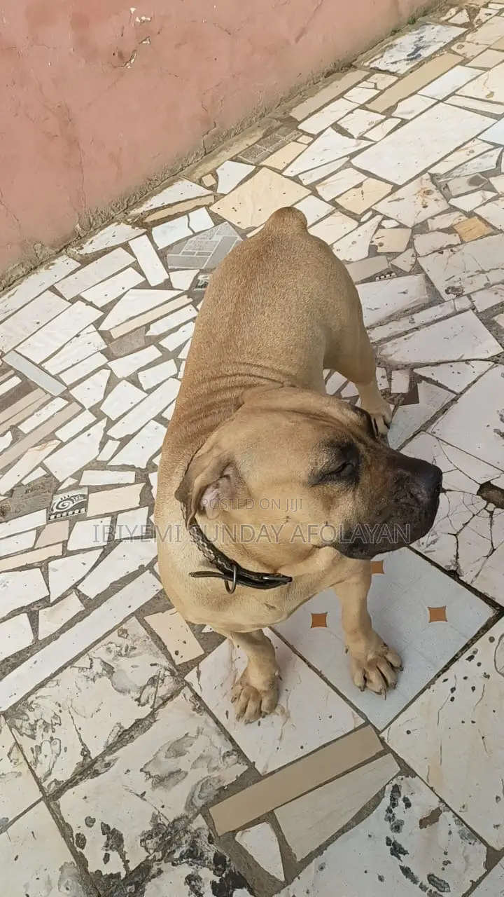 1+ year Female Purebred Boerboel