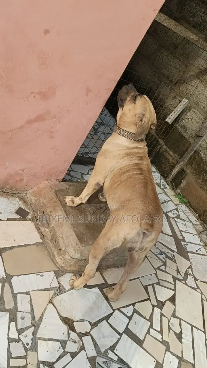 1+ year Female Purebred Boerboel