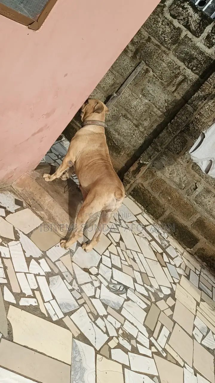 1+ year Female Purebred Boerboel