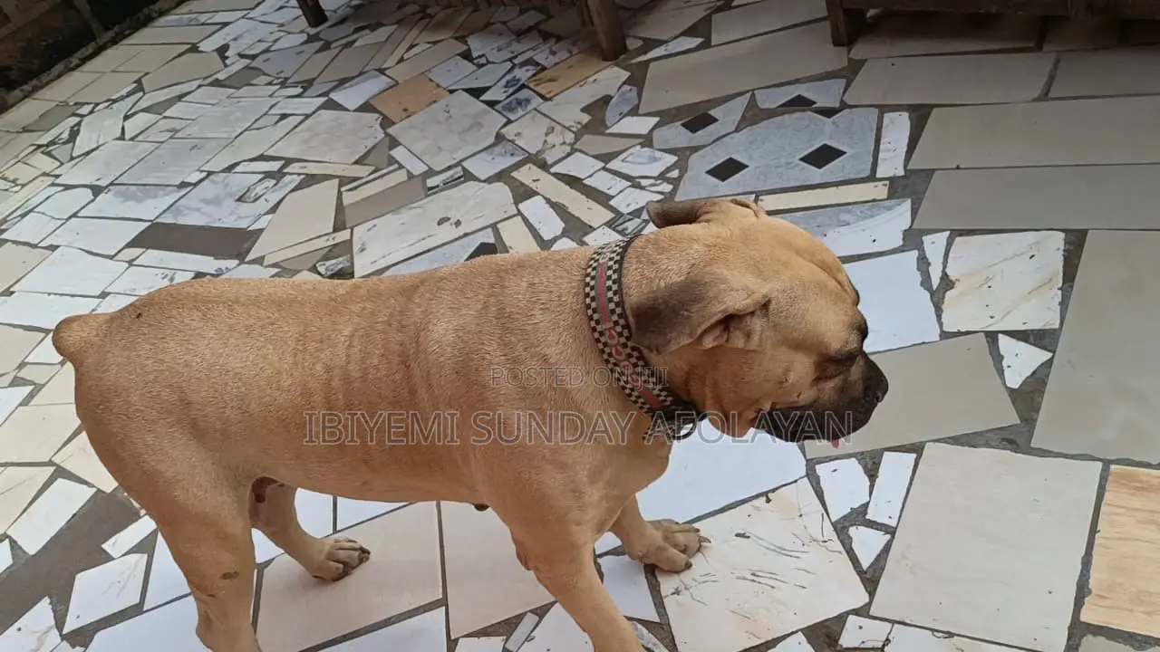 1+ year Female Purebred Boerboel