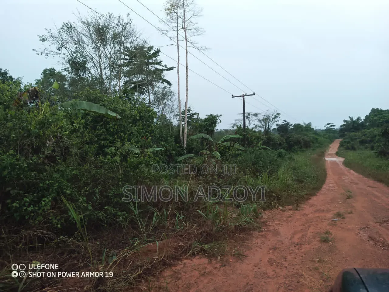 50,000 Acres for Rubber and Palm Trees Farming