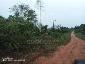 50,000 Acres for Rubber and Palm Trees Farming