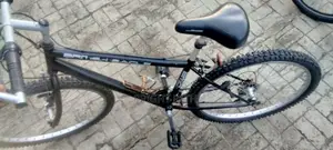 Adult Bicycle