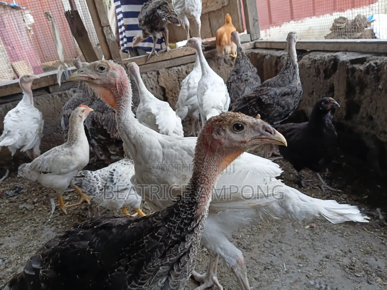 Foreign Turkeys for Sale