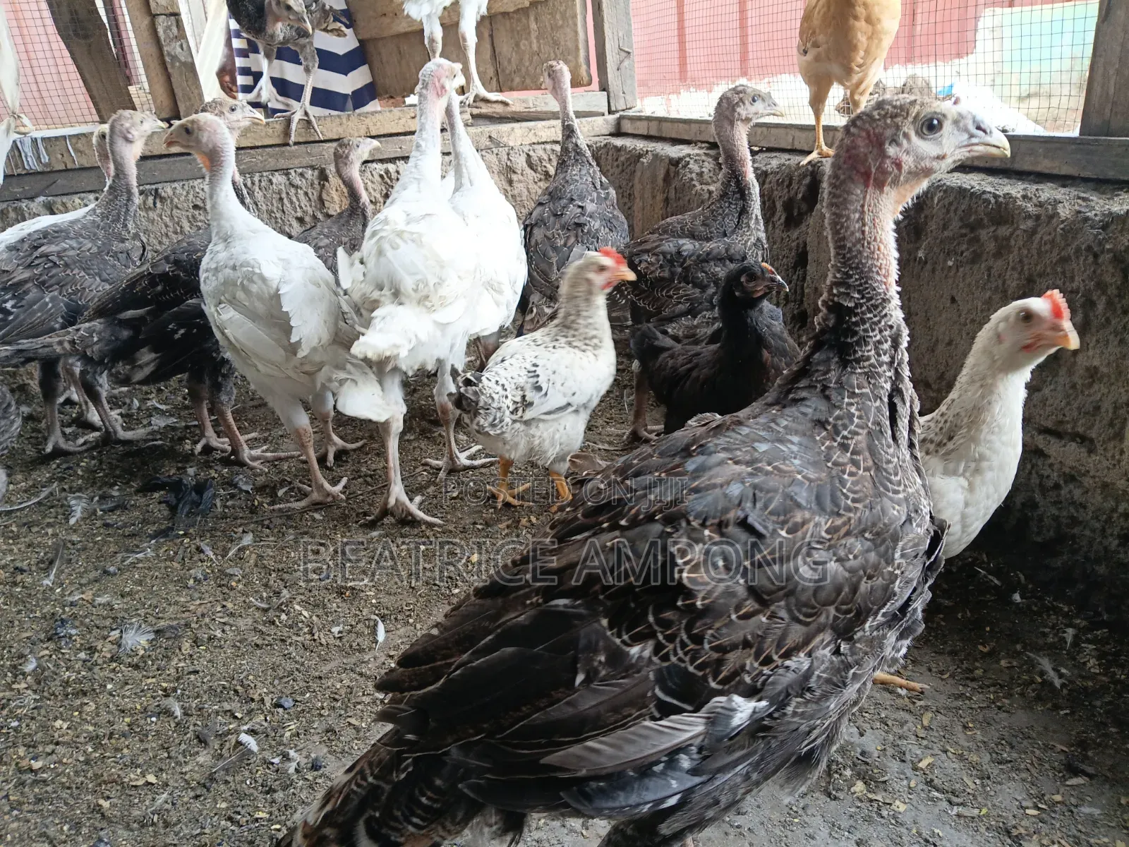 Foreign Turkeys for Sale