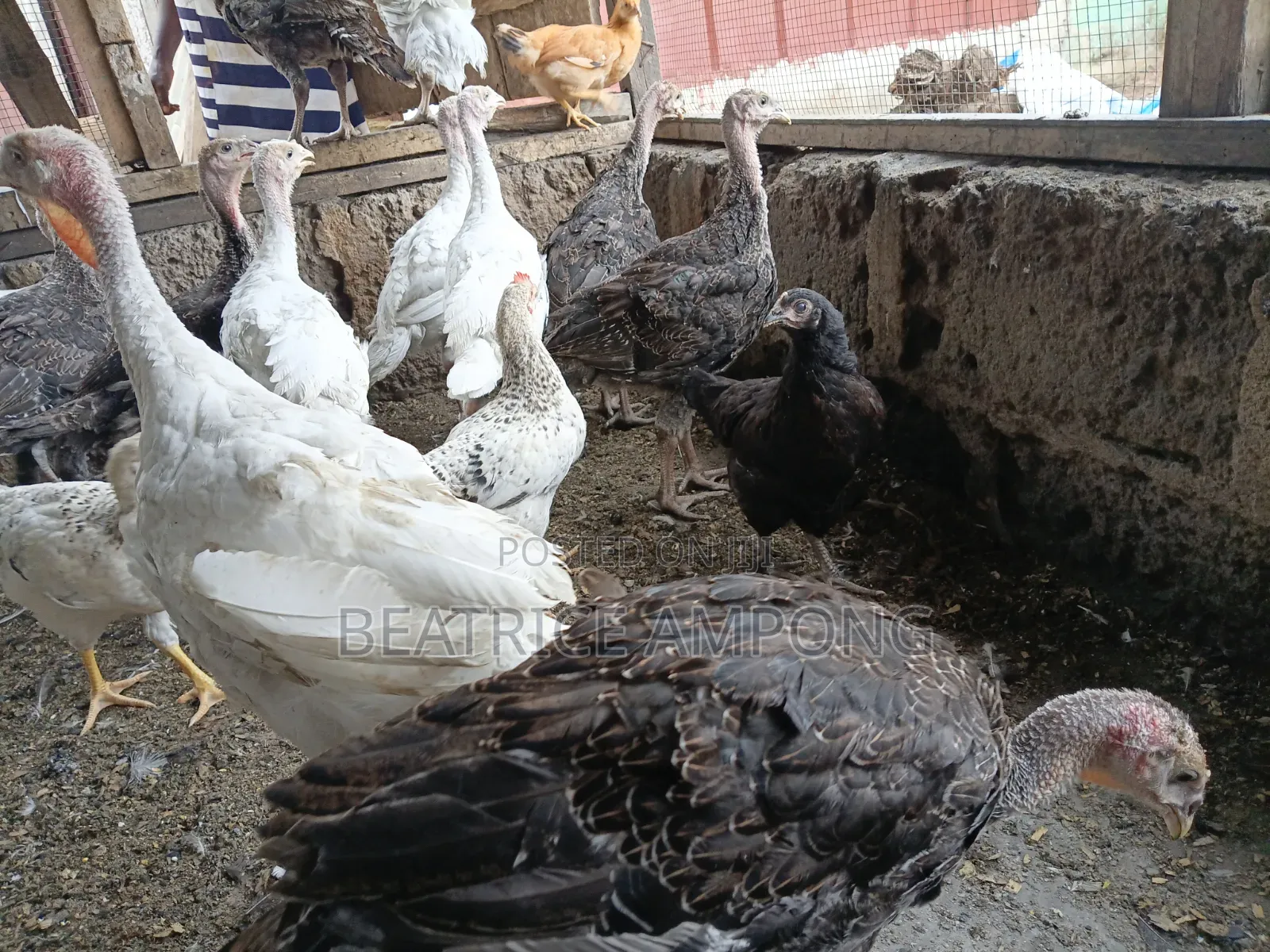 Foreign Turkeys for Sale
