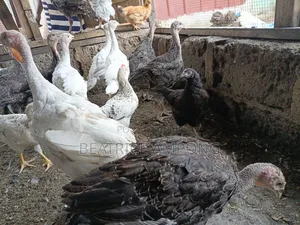Foreign Turkeys for Sale