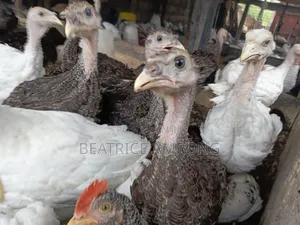 Foreign Turkeys for Sale
