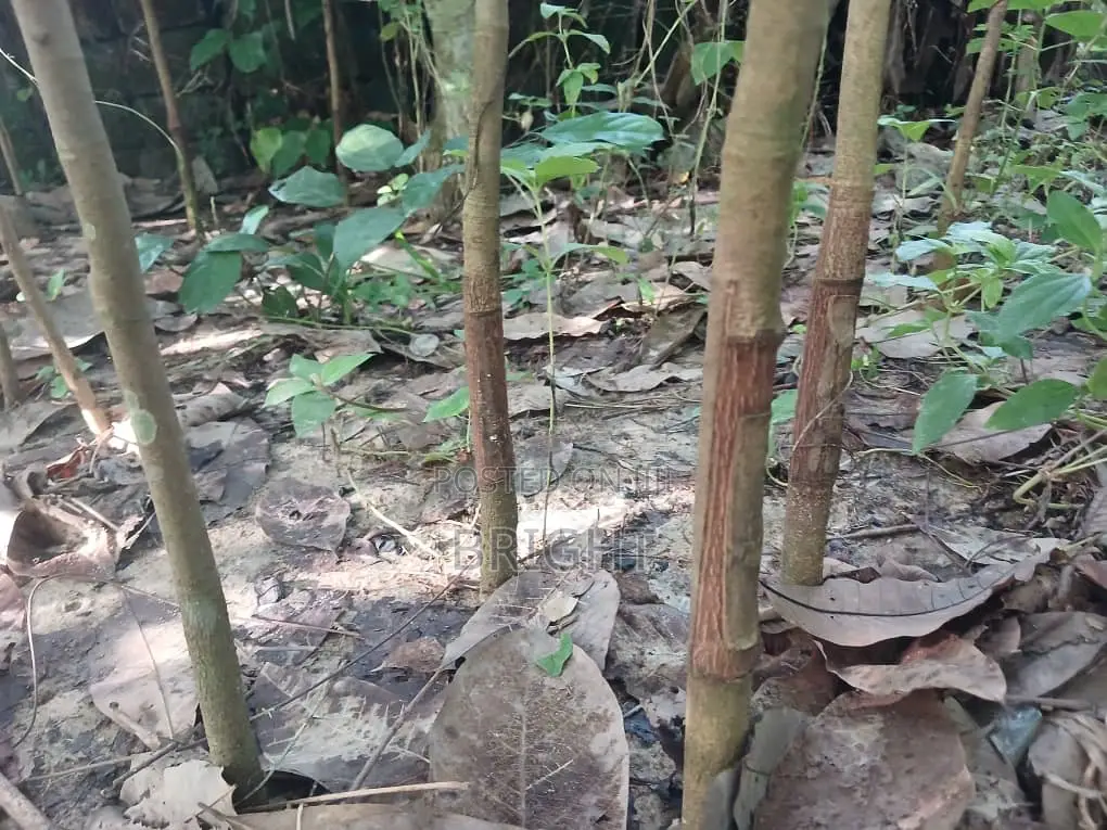Rubber Stumps