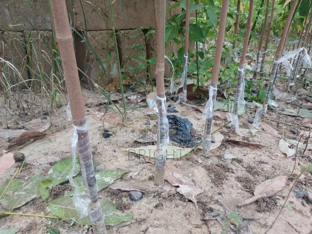 Rubber Stumps