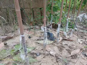 Rubber Stumps