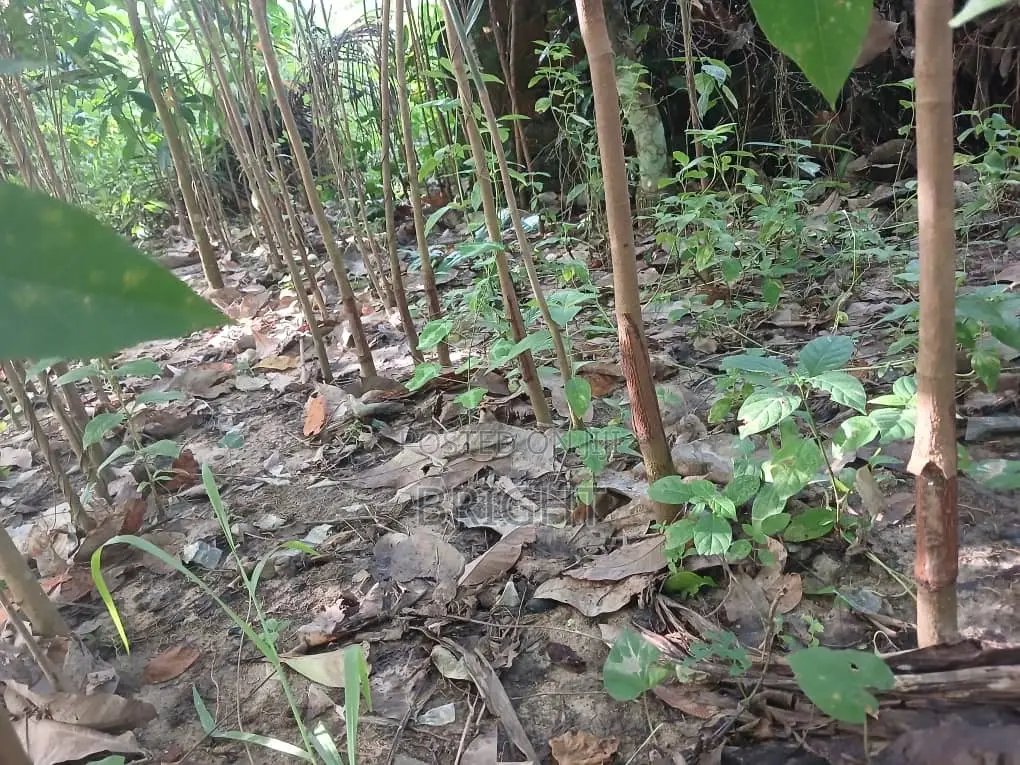 Rubber Stumps