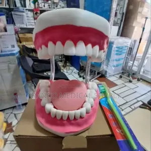 Dental Teeth Model