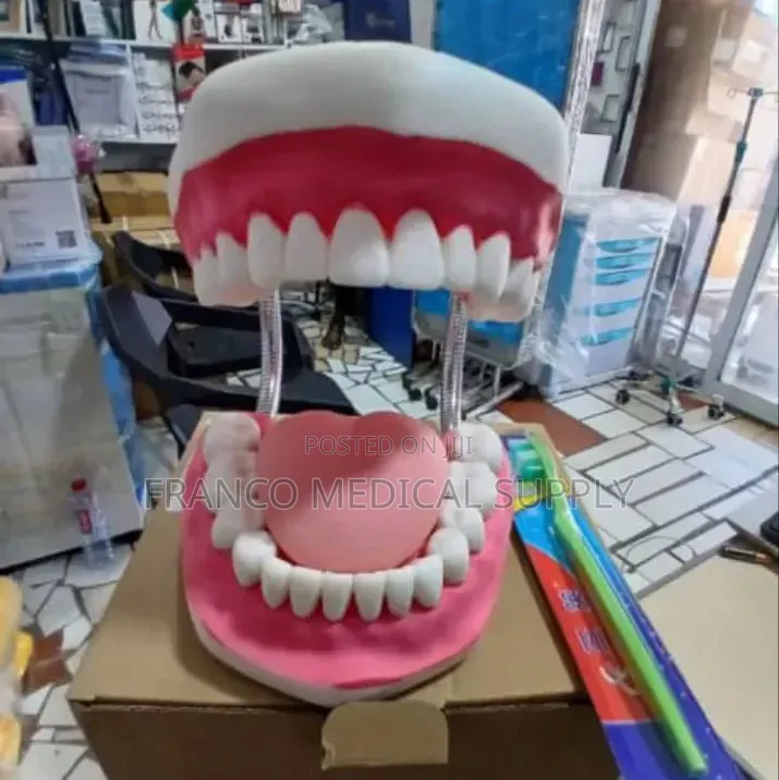 Dental Teeth Model