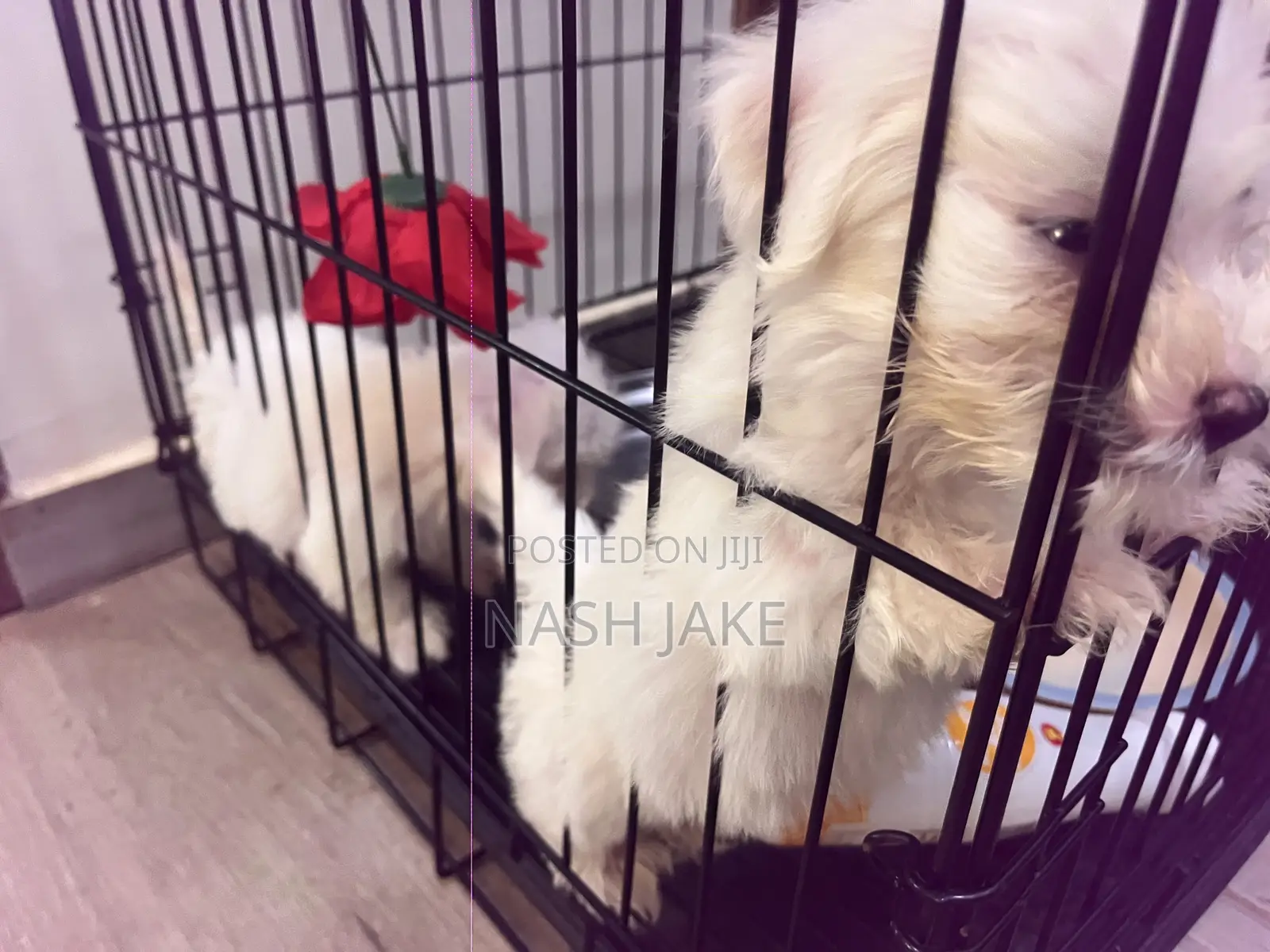 1-3 months Male Purebred Maltese