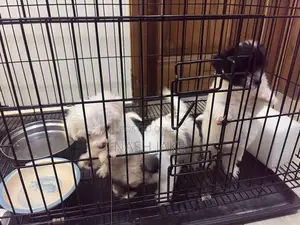 1-3 months Male Purebred Maltese