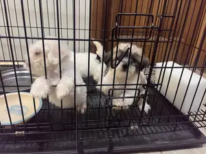 1-3 months Male Purebred Maltese