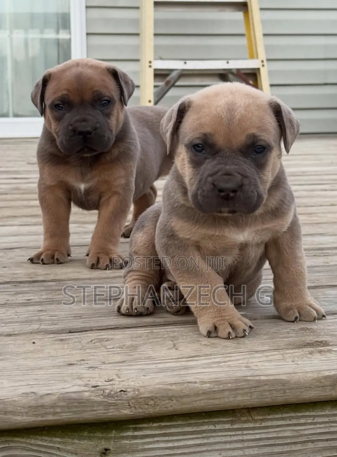 1-3 months Male Purebred Boerboel