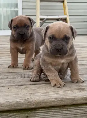 1-3 months Male Purebred Boerboel
