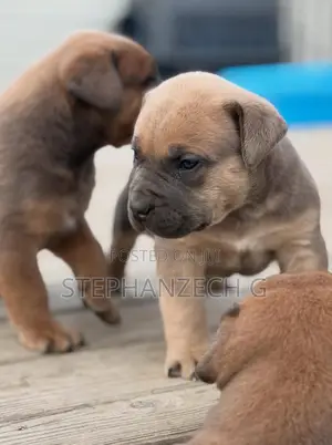 1-3 months Female Purebred Boerboel