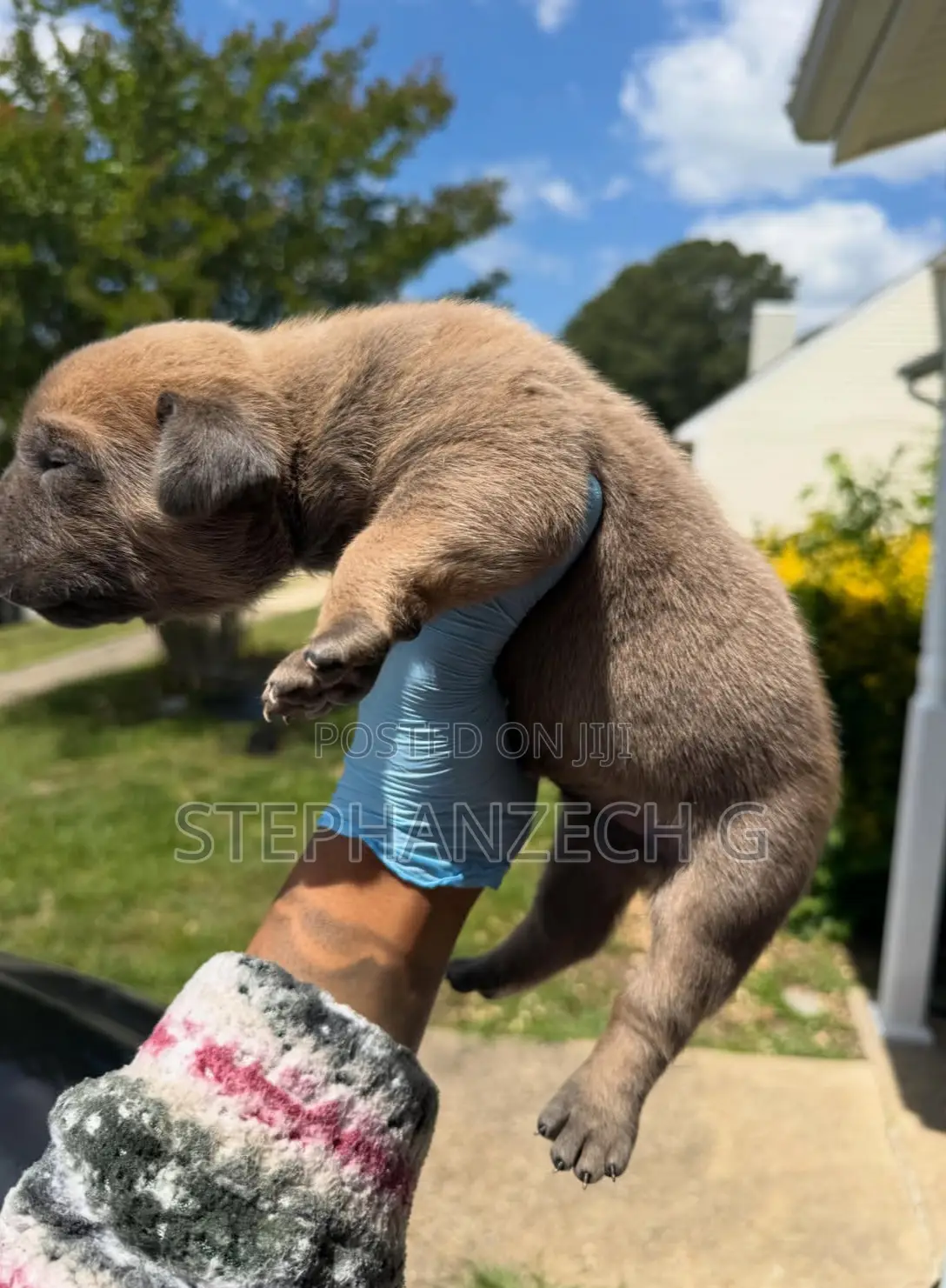 1-3 months Male Purebred Boerboel