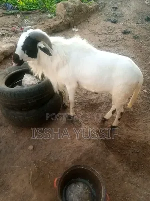 Sheep Is for Sale