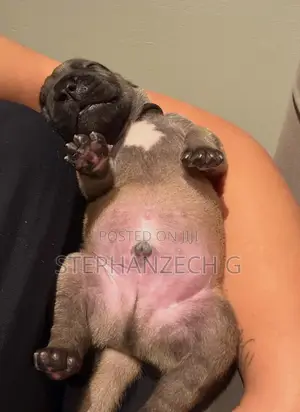 1-3 months Male Purebred Boerboel