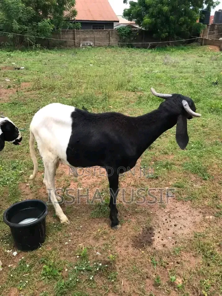 Sheep Is for Sale