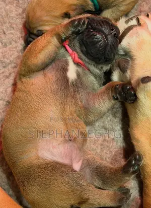 1-3 months Female Purebred Boerboel