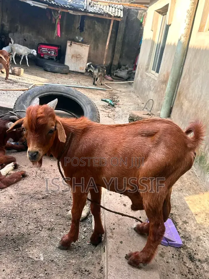 Goat Is for Sale