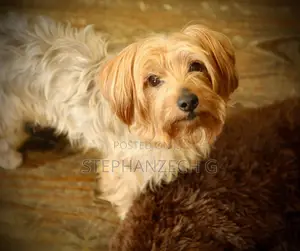 6-12 months Male Purebred Poodle