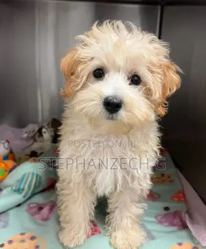 6-12 months Male Purebred Poodle