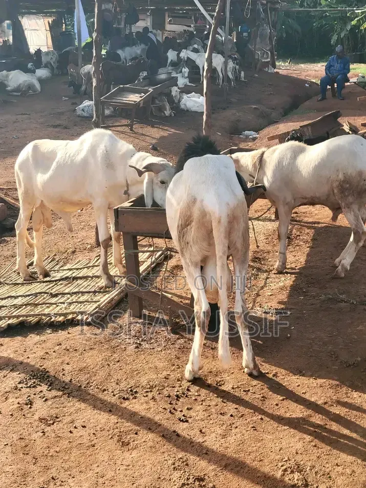 Sheep Is for Sale